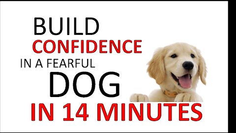 How to Build Confidence In a Fearful Dog