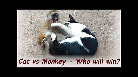 Cat Vs Monkey ? Guess who wins