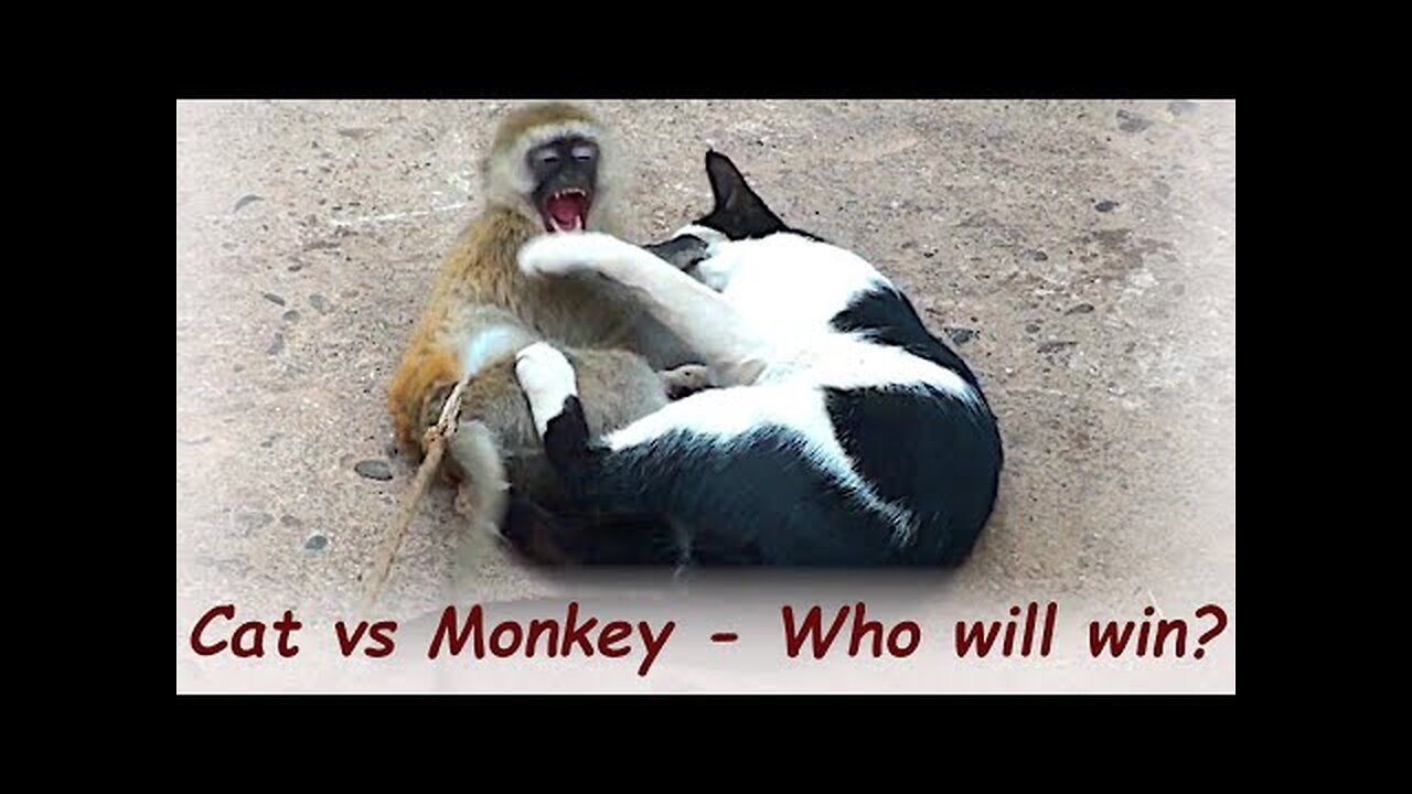 Cat Vs Monkey ? Guess who wins