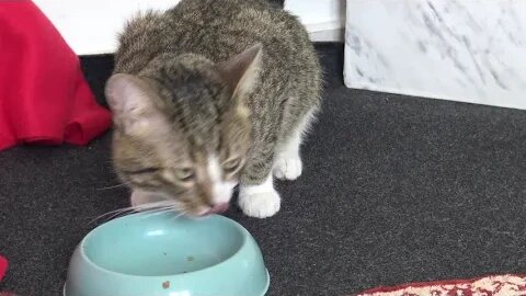 This Little Cat Was Very Hungry