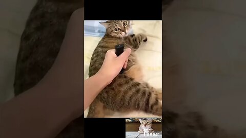 убил кота #shorts