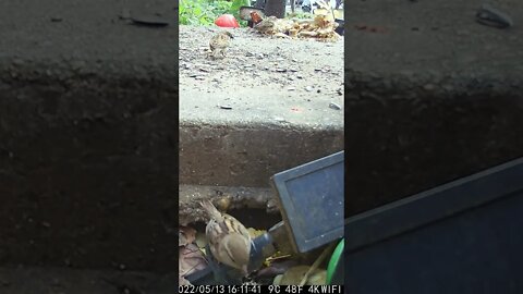 The Sparrows Are Eating The Turkey #Shorts 🌲