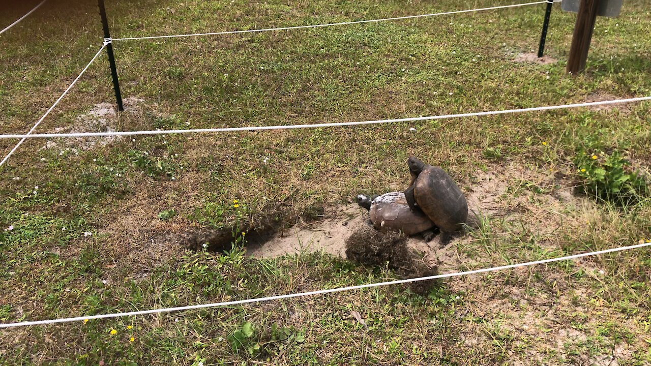 Oh No what are the Turtles doing? Not out in public