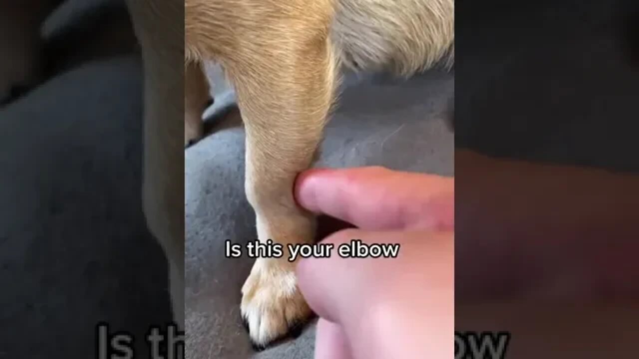 elbow