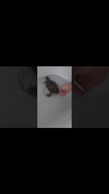 Shaking his a** like that! 🐢