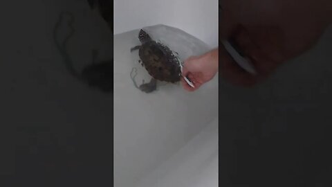 Shaking his a** like that! 🐢