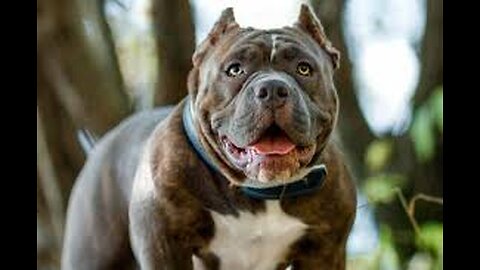 How to make dog become aggressive with few simple tips