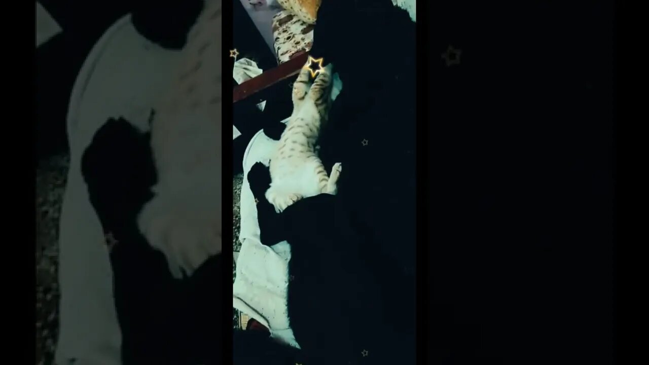 कुत्ते बिल्ली का प्यार पार्ट 2। #cat #dog #technical kitten