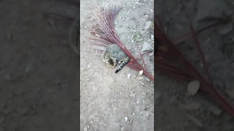 Good afternoon Skippy, having an afternoon nap, it has been a bit hot 12th April 2023