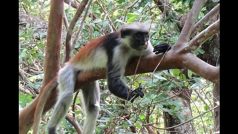 New York Bigots Re-name Monkeypox to "avoid stigma" | Which monkeys were harmed?
