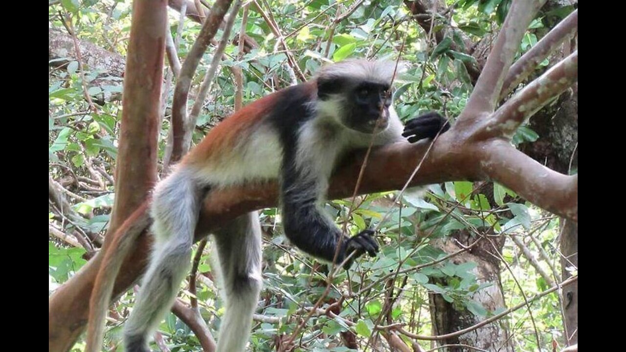 New York Bigots Re-name Monkeypox to "avoid stigma" | Which monkeys were harmed?