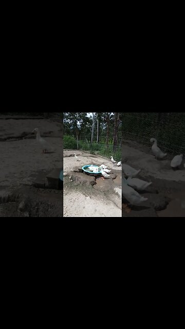 Ducks enjoying their pond 6th April 2023