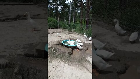 Ducks enjoying their pond 6th April 2023