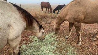 Feeding Horses In Fog - Nice Texas Sunset