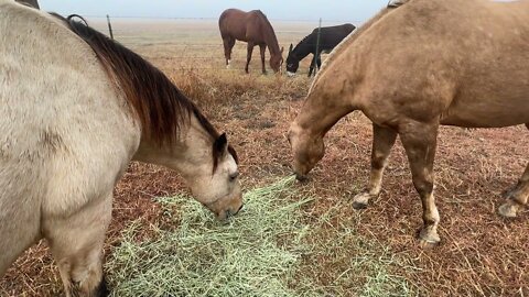 Feeding Horses In Fog - Nice Texas Sunset
