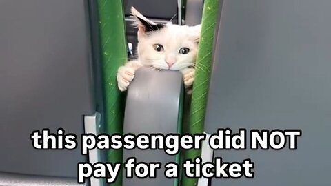 This passanger did NOT pay for a ticket 🎫🎟️ Fluffy White Cat 🐈😺💗