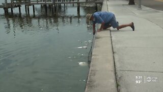 St. Pete residents encouraged to help with red tide cleanup