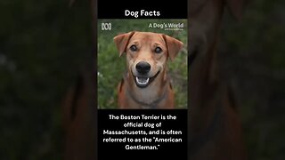 Dog Facts #shorts #youtubeshorts #dog #facts