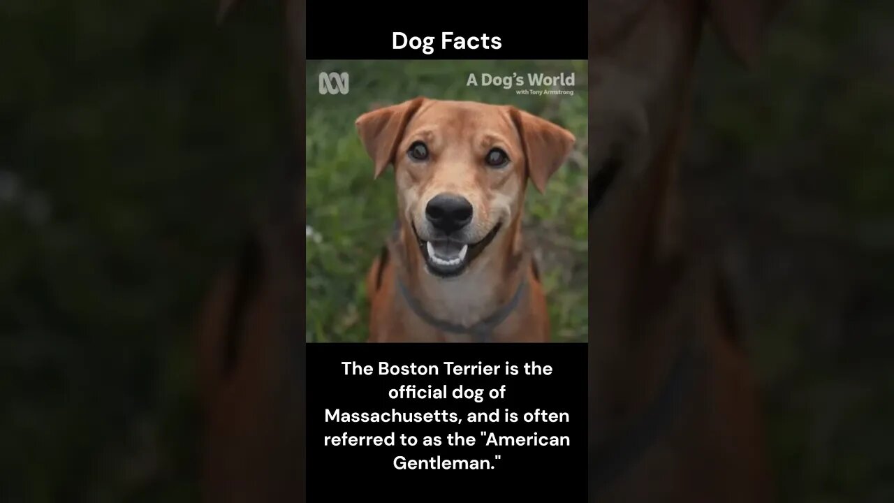 Dog Facts #shorts #youtubeshorts #dog #facts