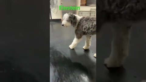 [Shorts 0095] EINSTEIN [#dogs #doggos #doggies #puppies #dogdaycare]