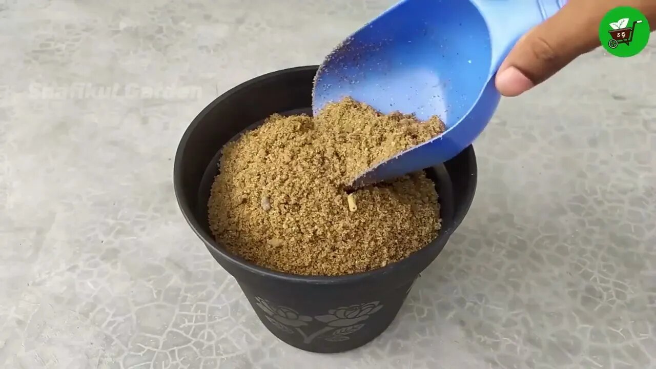 How to grow guava trees from guava leaves