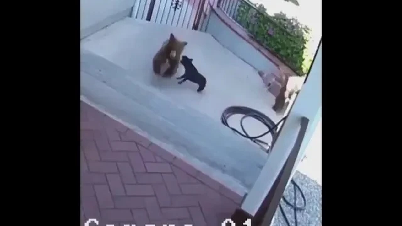 Doggy Chases Away 2 Bears!