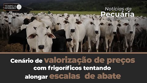 Boi gordo tem cenário de valorização de preços com frigoríficos tentando alongar escalas de abate.