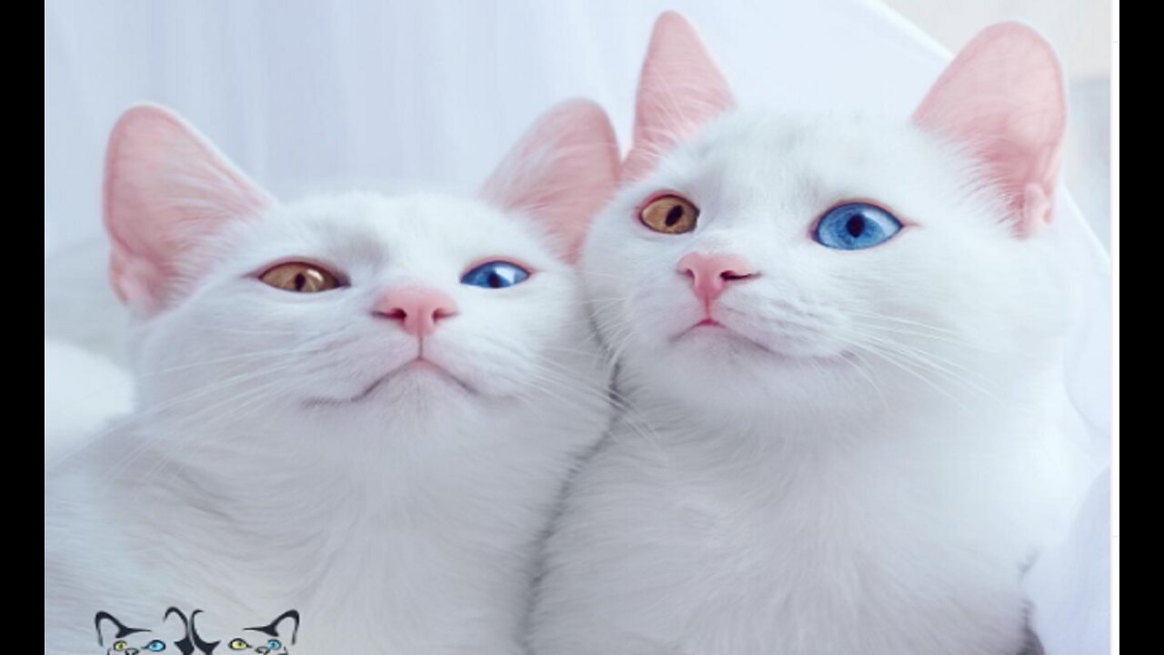 Cute cat is learning English with friend today