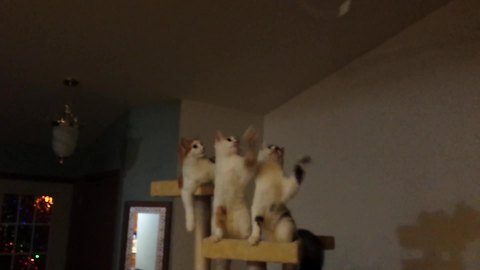 Three Cats Play Tetherball