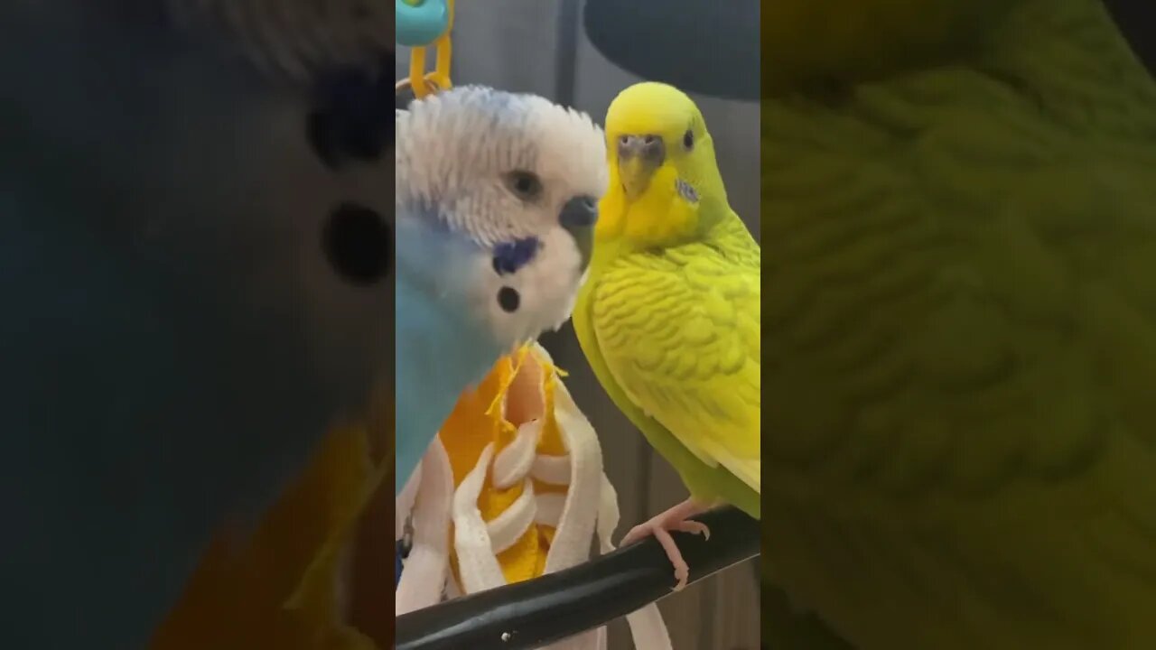 Adorable Budgies! #bird #parakeet #budgie #petbird #budgies #twarlo