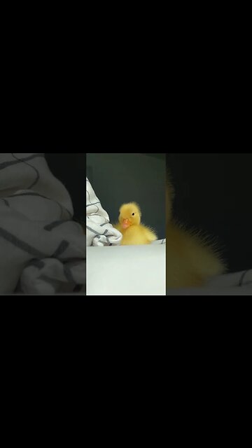 CUTE little baby duckling
