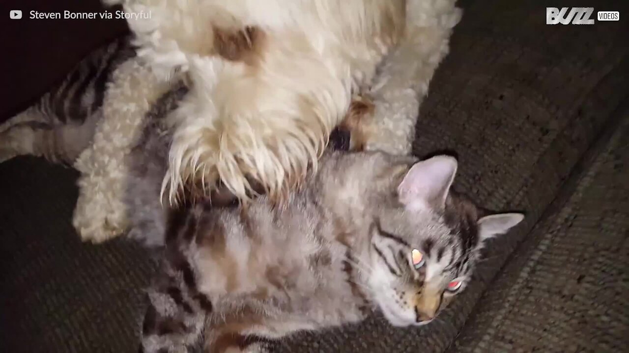 Hund prøver å irritere den mest apatiske katten i Amerika