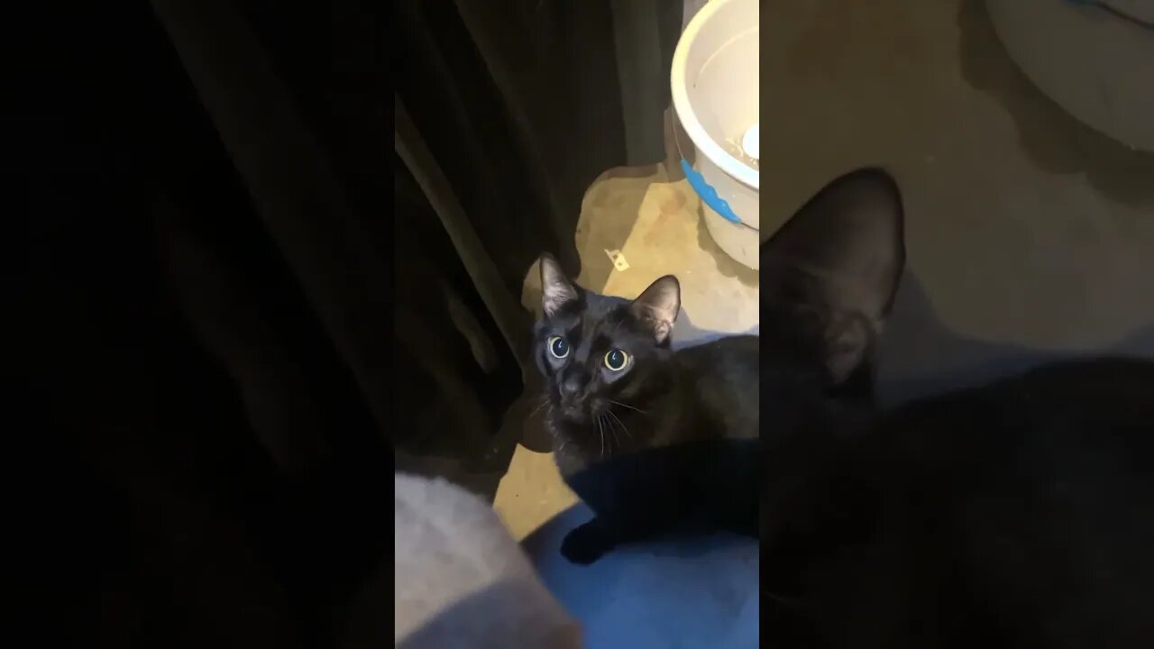 #cat #cataholic #kitty #kittycat #catvideos #cats #catlovers #catshorts #catvideo #kittysquad