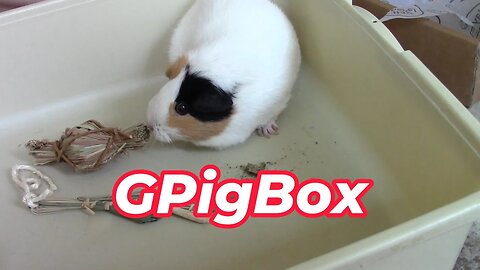 GPig Box August 2023! 🐹