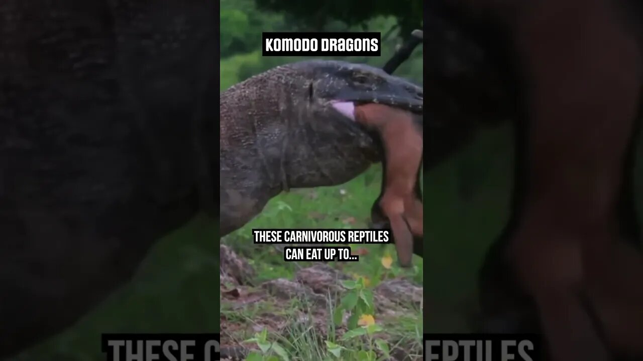 Komodo Dragon Can Eat Prey Whole! #komododragon #Wildlife #wildlifefacts #shortsfeed