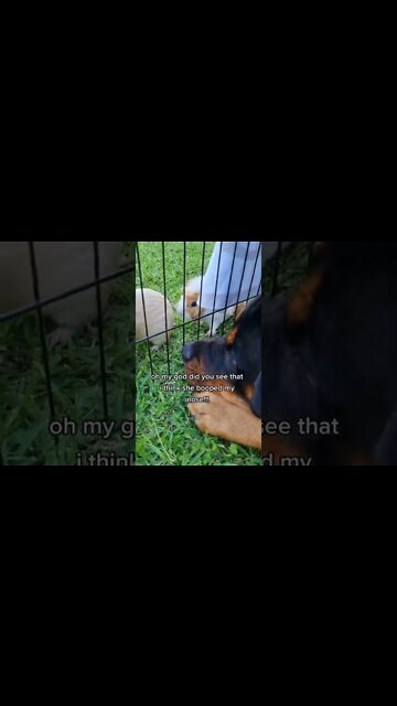 Rottweiler Has Obsession With Cute Guinea Pig 😍 #Shorts #rottweiler #dogs