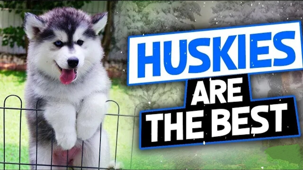 Huskys are so Funny 🤣 Huskys Home😍