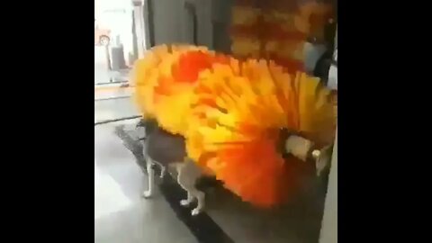 Dog 🐕 get cleaned in Car 🚗 washware #Animals #Dog