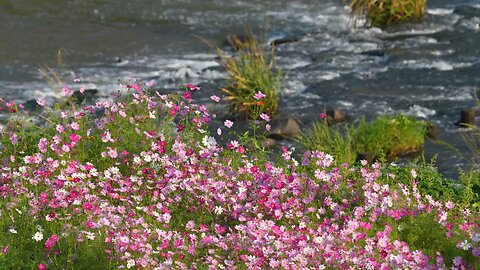 "Discovering Cosmos bipinnatus: Beauty in Bloom"