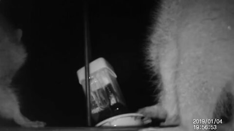 Raccoons sucking down hummingbird feeder