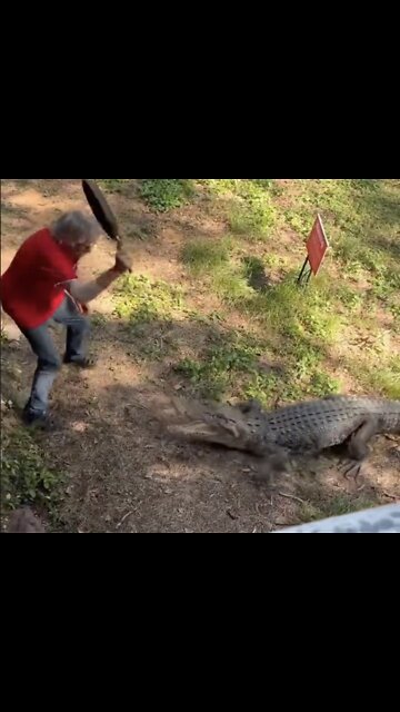 Cast Iron Skillet V. Alligator