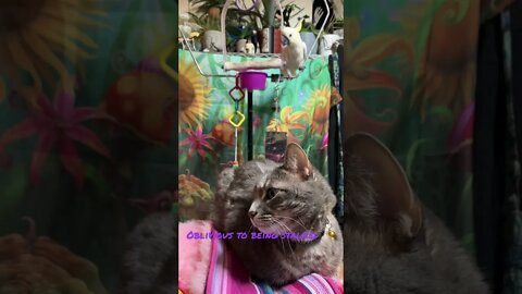 Peaches the stalker #cutepets #shorts #parrot #funnyanimals #fyp #cat #cockatoo #love