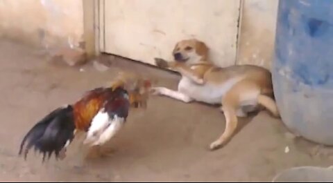 Dog VS Chicken Fight - Funny Dog Fight Videos