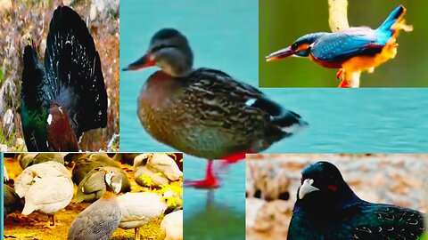 The unique birds in the world/wildlife