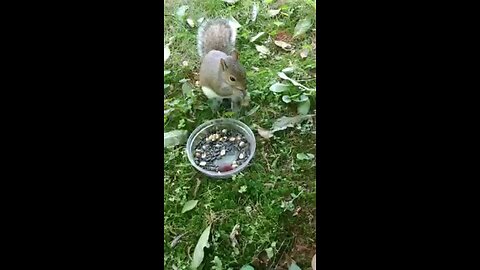 Mika The Squirrel 🐿️😍❤️‼️