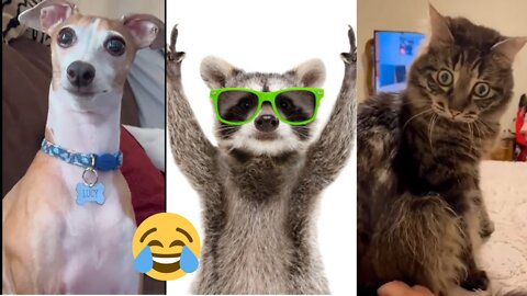 The Best Funny Animal 2022 😂 - Dogs And Cats Videos That Make You Laugh Uncontrollably 😂