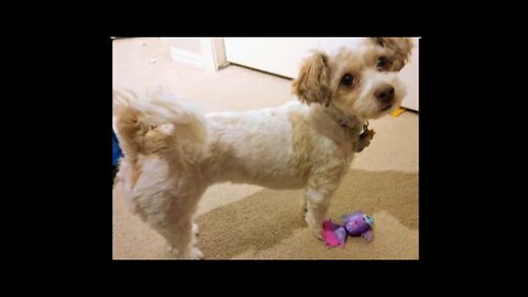 Cute reaction What my dog thinks of Little Live Pets Fish🥰