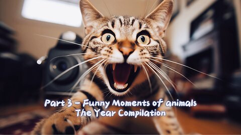 Part 3 - Funny Moments of animals - The Year Compilation