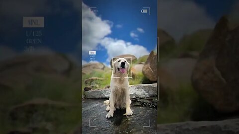 Pawsitive vibes only #goldenretriever #ytshorts #shorts