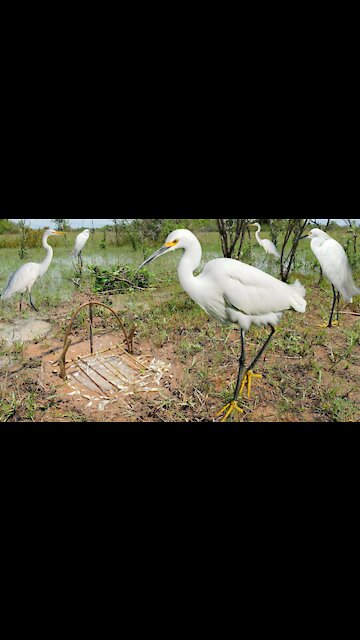 Bird Trap Technology - Awesome Quick Survival Snare Egret Bird Trap Work